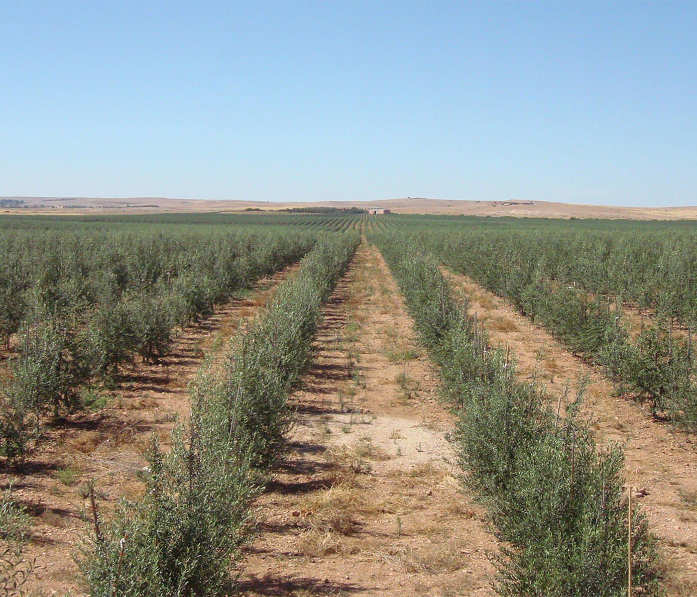 Atlas Olive Oil Grove